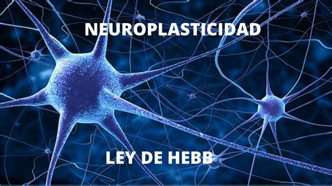 Neuroplasticidad Ley De Hebb Y Anclas Pnl YouTube