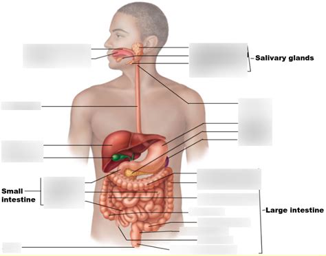 A P Digestive System Organs Part Diagram Quizlet