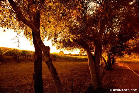 Framed Photo Print Of Vineyard Country Road Napa Valley California