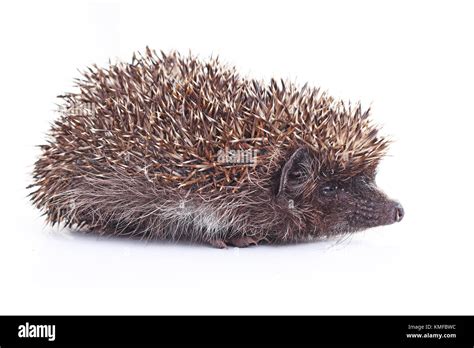 Hedgehog wild animal quill closeup on isolated white studio background ...