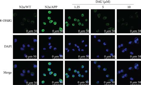 Dau Reduced Oxidative Stress And Er Stress Of N A App Cells A Ohdg