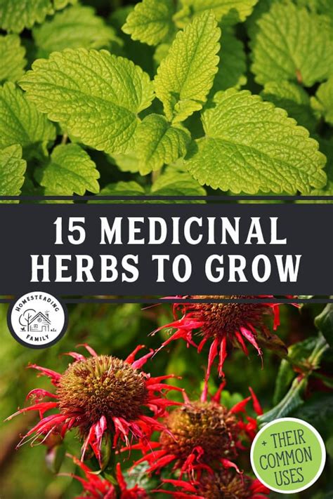 15 medicinal herbs to grow their common uses – Artofit