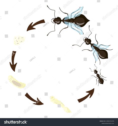 Ant Life Cycle Isolated On White Stock Vector (Royalty Free) 2082251476