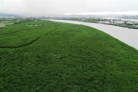 臺北市政府工務局水利工程處 新聞稿 北市推動關渡紅樹林疏伐規劃設計工作 期中初步成果出爐