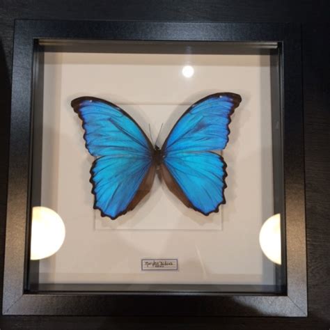 Entomological Frame Morpho Didius