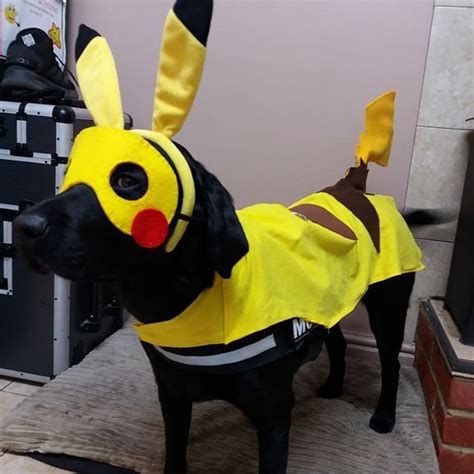 14 Amazing Labrador Halloween Costumes for 2020 - The Dogman