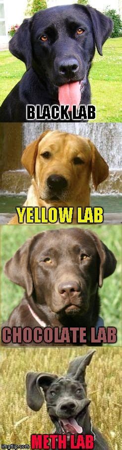 Not Even Once People Black Lab Yellow Lab Chocolate Lab Funny