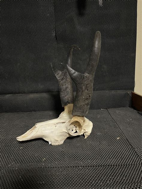 Great Pronghorn Antelope Skull Antlers Horns Taxidermy Man Cave Ebay