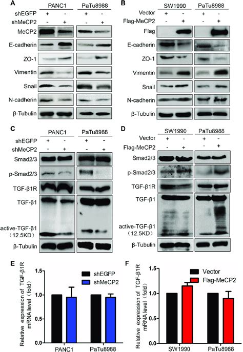 Methyl Cpg Binding Protein 2 Mecp2 Drives Tgf β1smad Signaling To