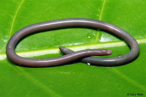 Brahminy Blind Snake | Snakes