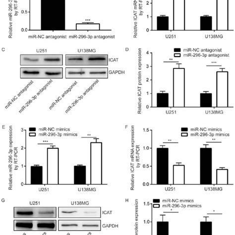 Mir P Negatively Regulated Icat Expression In U And U Mg