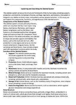 The Skeletal System Reading Passage And X 10 Questions EDITABLE