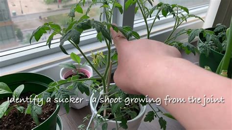 How To Propagate Tomato Plants Grow More Tomatoes Youtube