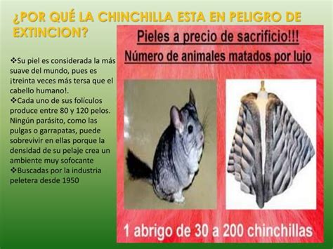 Chinchilla Ppt Descarga Gratuita