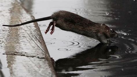 New York becomes most 'rat-infested' city in US | Dialogue Pakistan