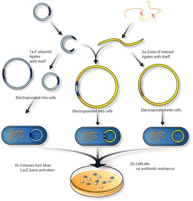 THE BIG BAD BAC: BACTERIAL ARTIFICIAL CHROMOSOMES | SCQ