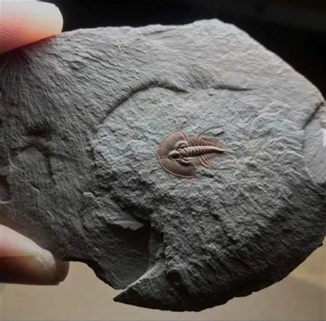 17 Animal Fossils That Unveil The Mysterious Creatures Of The Past