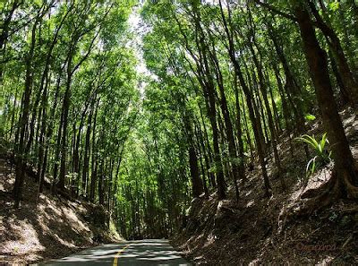 Visit BOHOL: Bilar: Man-made Forest