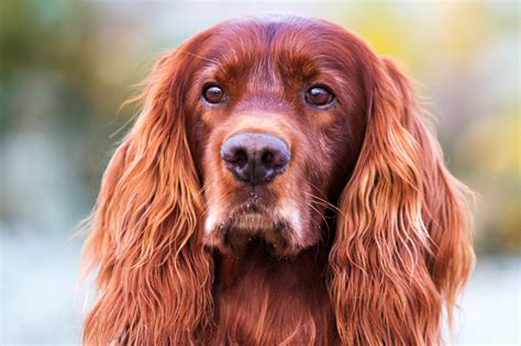 Red Irish Setter Red Irish Setter Dog Head