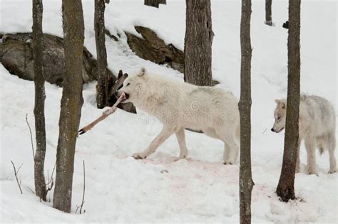 Wolves with prey stock image. Image of white, wild, bone - 18767777