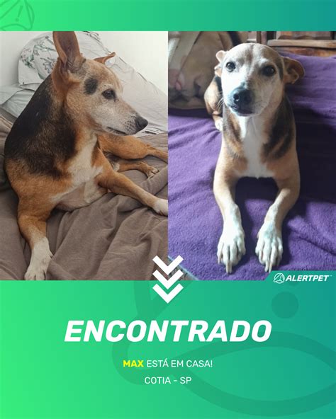 Cachorro Encontrado Cotia SP Max AlertPet