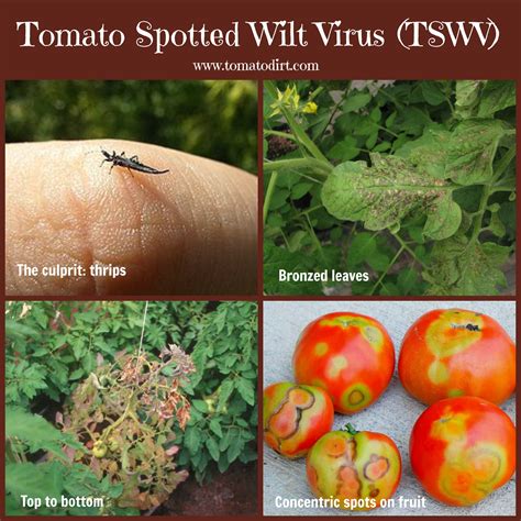Tomato Diseases And Treatment