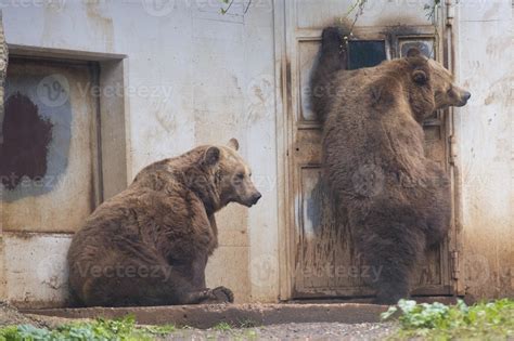 Black grizzly bears 12554034 Stock Photo at Vecteezy