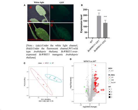 Bcwrky1 Overexpression Influences The Metabolic Profile In