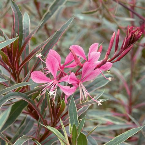 Passionate Rainbow Gaura