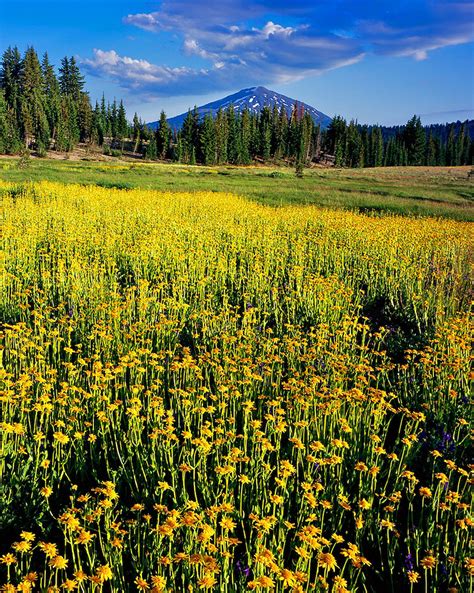 Mt Rainier National Park Fine Art Print Mike Putnam Photography