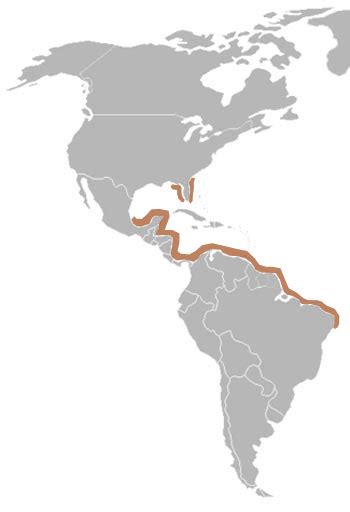 West Indian Manatee: The Animal Files