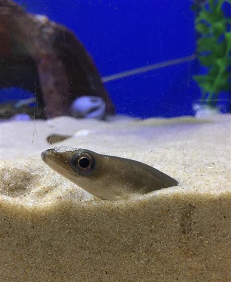 Freshwater Eel Aquarium