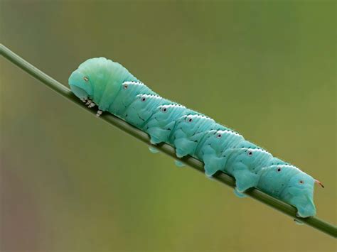 how to find hornworms