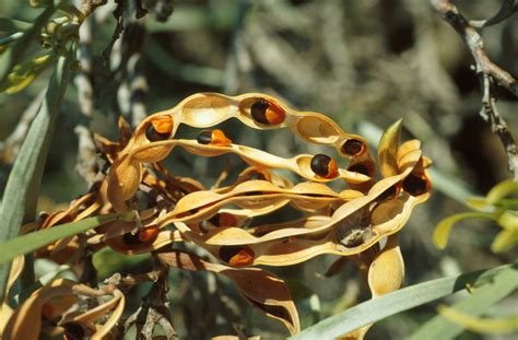 Acacia Seed Pod Australian Citizen Science Association