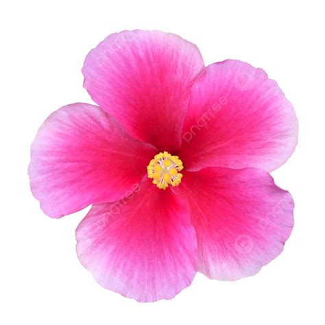 Pink Hibiscus Png Transparent Hibiscus Flower Pink Nature Beautiful