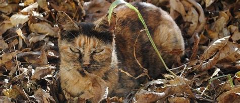 Gatos Camuflados Que S O Mestres Na Arte De Se Esconder Mega Curioso