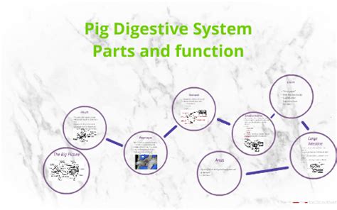 Pig Digestive System by Ali Warmbier on Prezi