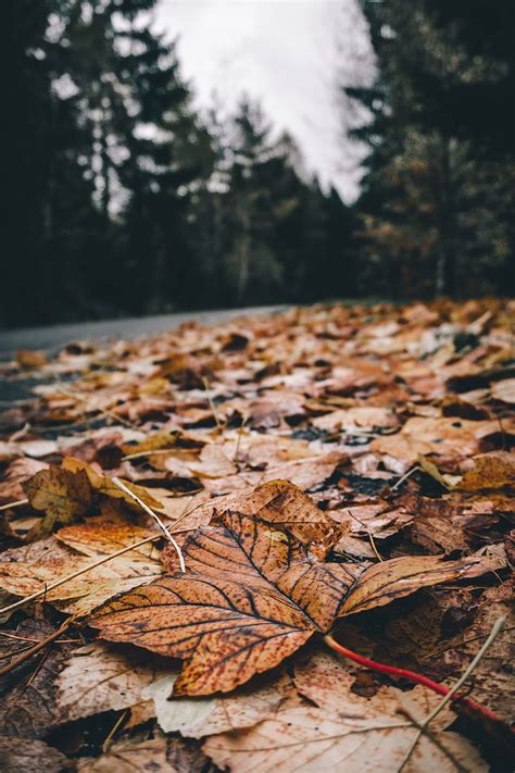 Nature Autumn Leaves Foliage Dry Fallen Hd Phone Wallpaper Pxfuel