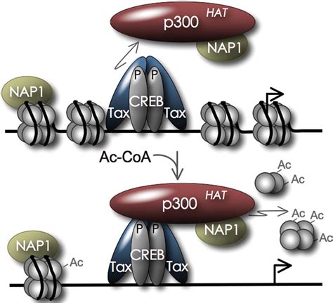 The Coactivators Cbp P And The Histone Chaperone Nap Promote