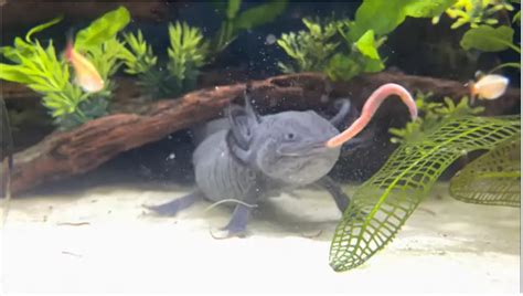 Axolotl Eating Worm: Complete Guide