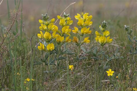 Thermopsis lanceolata - Изображение особи - Плантариум