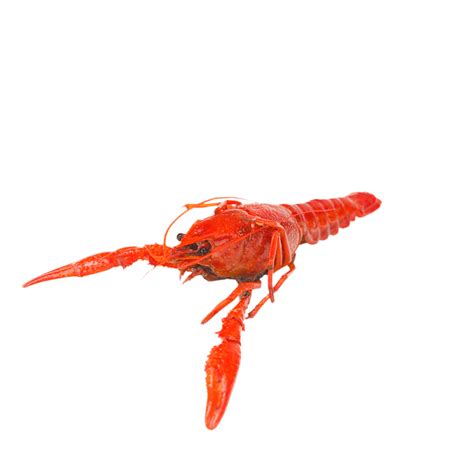 Crayfish Spicy Crayfish Delicious Catering Food PNG Transparent