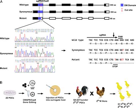 Primary Sex Determination In Birds Depends On Dmrt1 Dosage But Gonadal