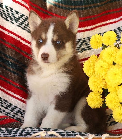 Siberian Husky For Sale Fredericksburg, OH Male- Balto – AC Puppies LLC