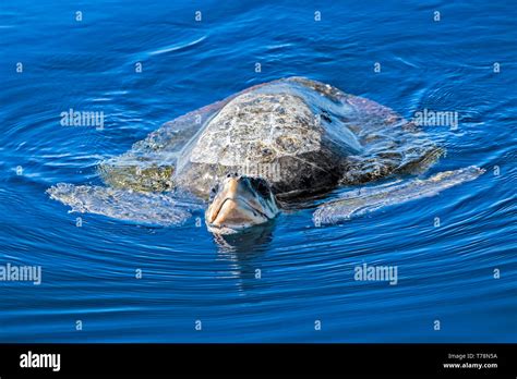 Tortuga Lora Ridley Lepidochelys Olivacea Fotografías E Imágenes De Alta Resolución Alamy