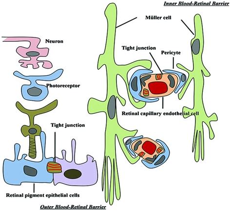 Retinal Vascular Unit And Tight Junctions Between Endothelial Cells