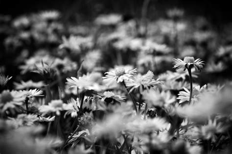 Banco De Imagens Ramo Flor Preto E Branco Plantar Folha Flor