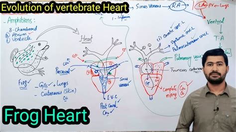 Alligator Heart Anatomy