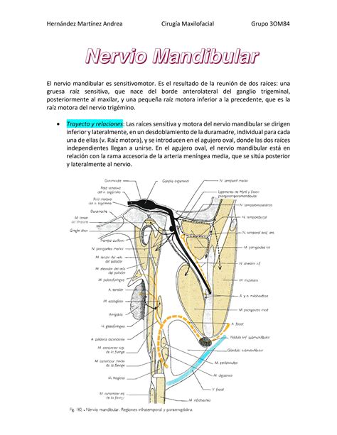 SOLUTION Nervio Mandibular Resúmen Studypool