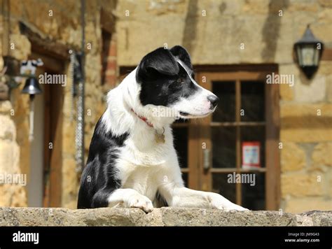 Working sheepdog hi-res stock photography and images - Alamy